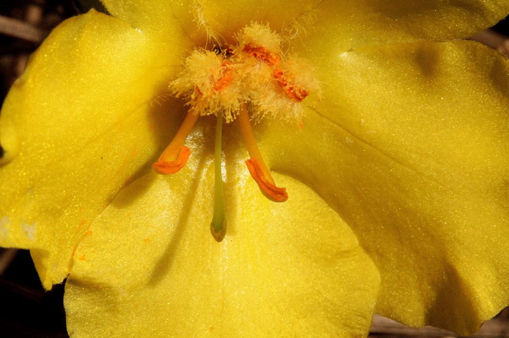 Verbascum phlomoides / Verbasco barbastio